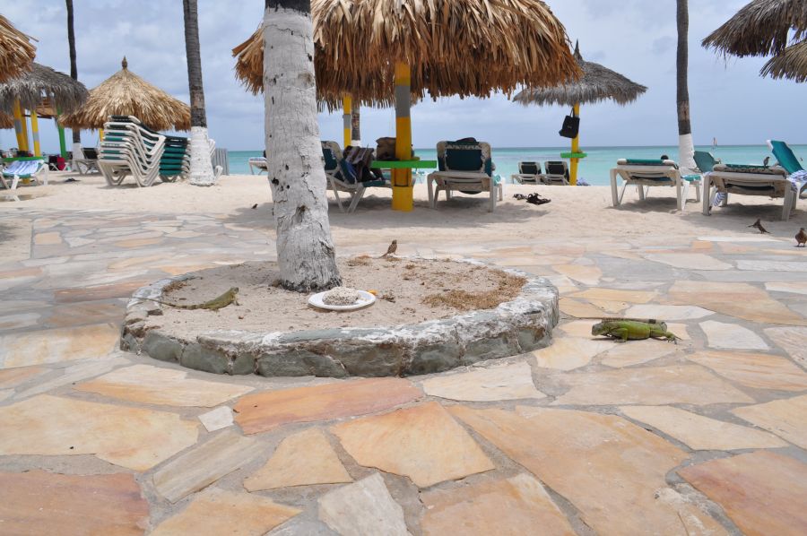 Аруба P4/NU4N Туристические достопримечательности Аруба P4/NU4N Туристические достопримечательности