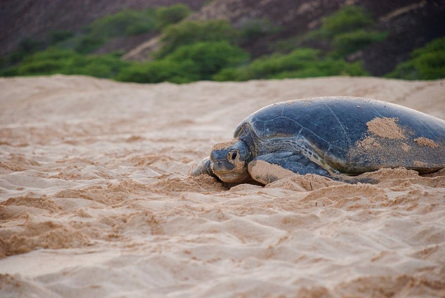 Ascension Island ZD8AA DX News Green Turtle on Long Beach.