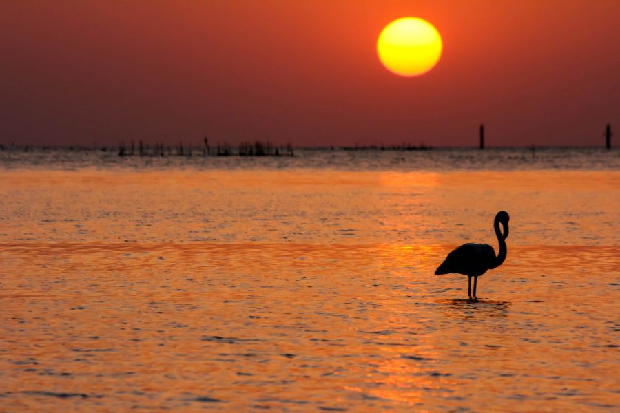 Bahrain A96A Flamingo, Karzakan beach. Bahrain A96A Flamingo, Karzakan beach.
