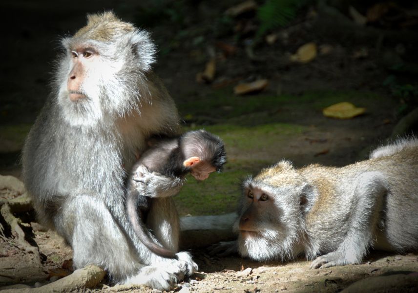 Bali Island YB9/PB5X Tourist attractions spot 