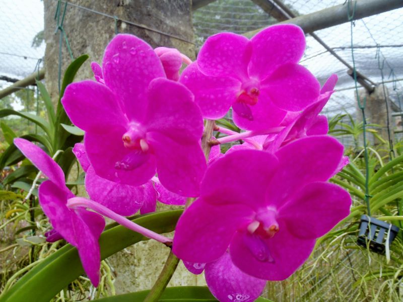 Barbados 8P6DR Tourist attractions spot Orchid. Barbados 8P6DR Tourist attractions spot Orchid.