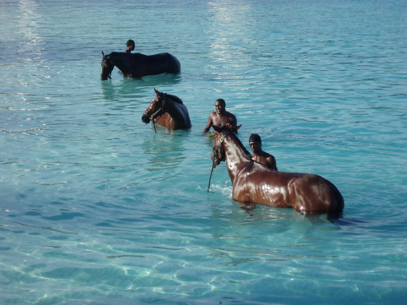 Barbados 8P9ER DX News Horses.