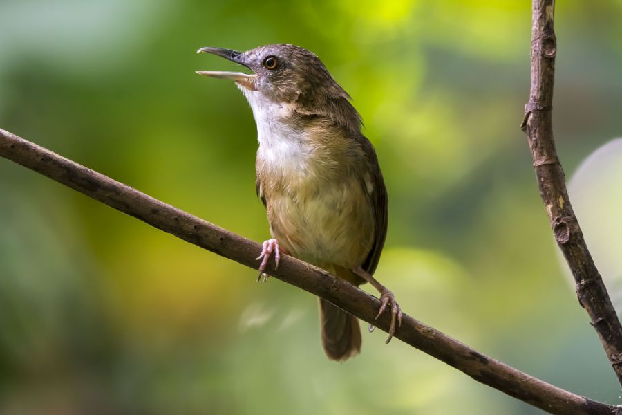 Bawean Island YB4IR/3 Abbotts Babbler. Bawean Island YB4IR/3 Abbotts Babbler.