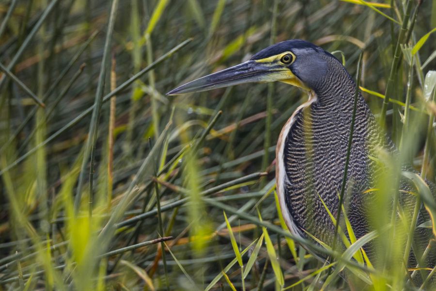 Belize V31VP Tourist attractions spot Bare-throated Tiger Heron.