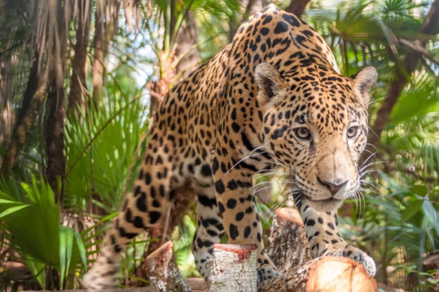 Belize V31WI Tourist attractions Jaguar  Belize V31WI Tourist attractions Jaguar