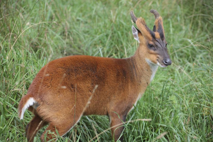 Bhutan A52ARJ A52LSS A52EQW A52AEF DX News Bhutan A52ARJ A52LSS A52EQW A52AEF DX News