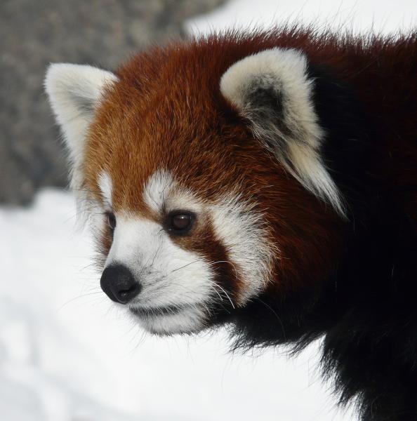 Bhutan A52ARJ A52LSS A52EQW A52AEF Red Panda Bhutan A52ARJ A52LSS A52EQW A52AEF Red Panda