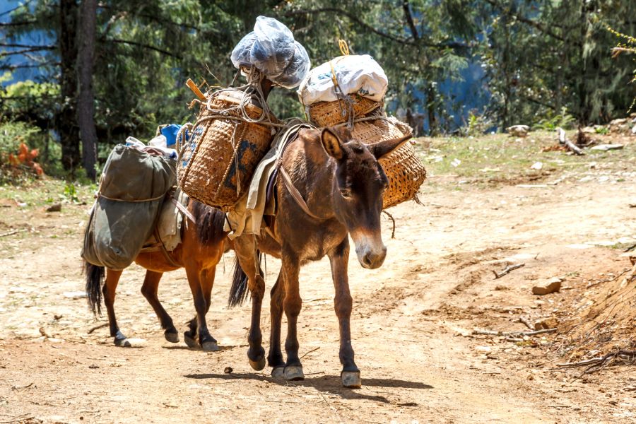 Bhutan A52CVX DX News Bhutan A52CVX DX News