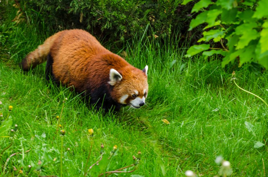 Bhutan A52EQW/M DX News Bhutan A52EQW/M DX News