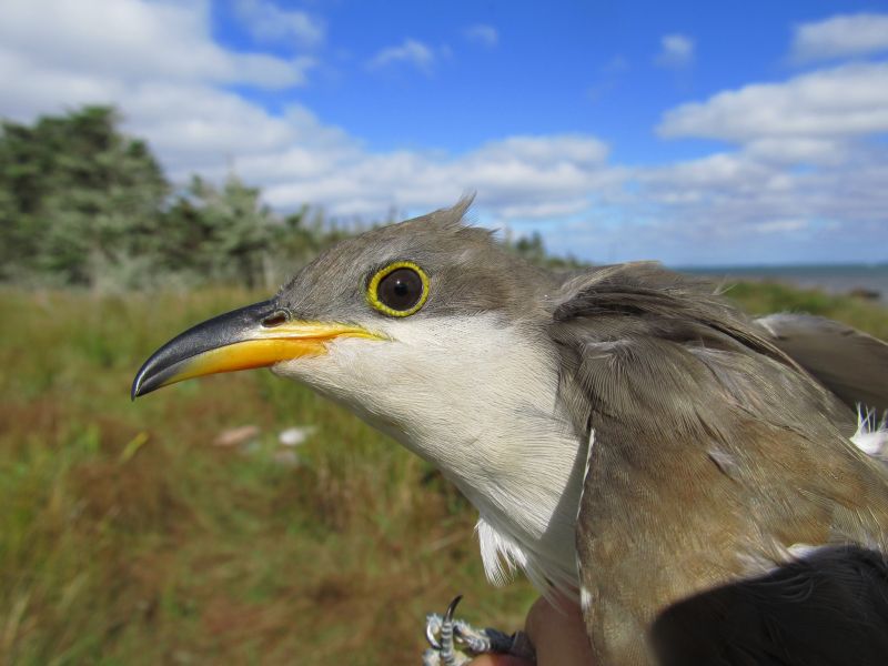 Bon Portage Island VC1A DX News Yellow-billed Cuckoo.