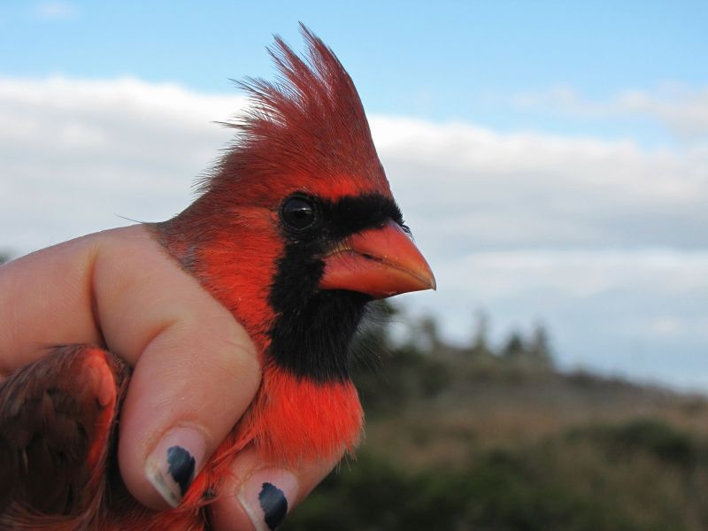 Bon Portage Island VC1A Nothern Cardinal.