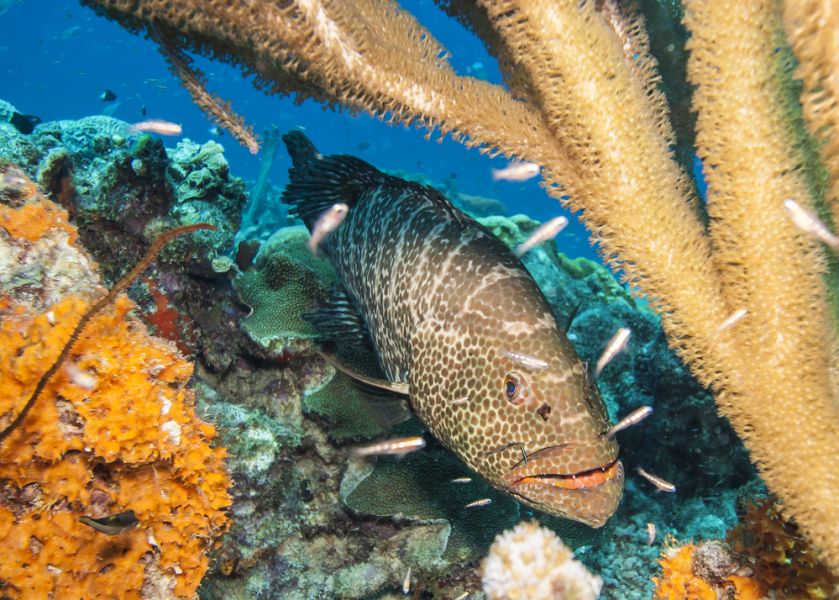 Остров Бонэйр PJ4/AI5P  Остров Бонэйр PJ4/AI5P