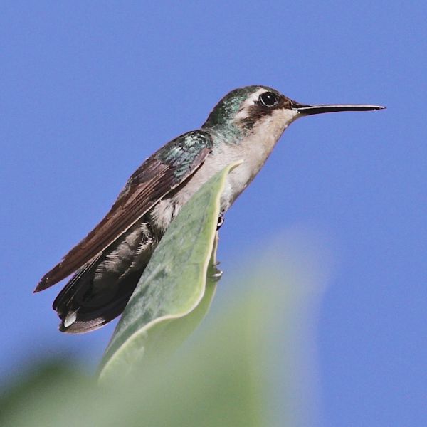 Bonaire Island PJ4/KG9N Tourist attractions spot Emerald Hummingbird. Bonaire Island PJ4/KG9N Tourist attractions spot Emerald Hummingbird.