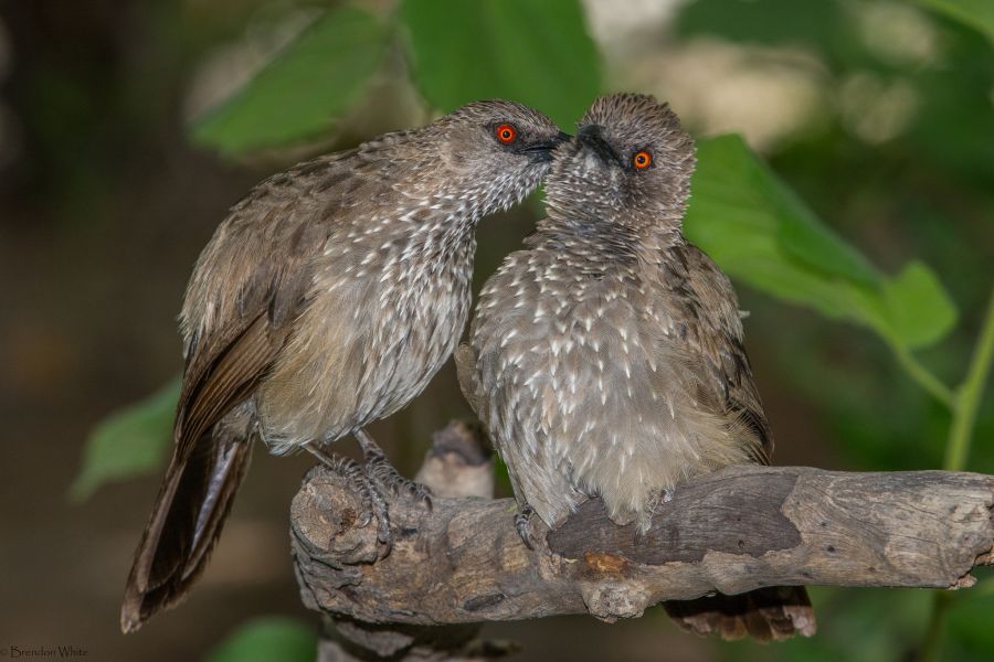 Botswana A25MC DX News Sharing a shocking secret, Arrow-marked Babbler. Botswana A25MC DX News Sharing a shocking secret, Arrow-marked Babbler.