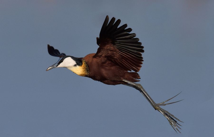 Botswana A25MC Tourist attractions spot African Jacana. Botswana A25MC Tourist attractions spot African Jacana.