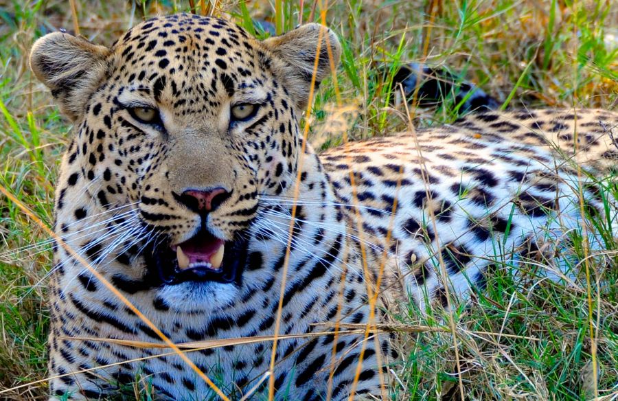 Botswana A25MC Leopard, Moremi reserve. Botswana A25MC Leopard, Moremi reserve.