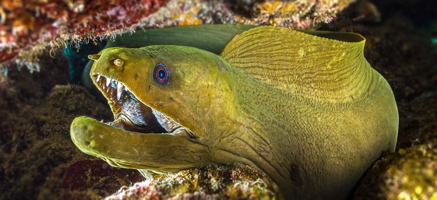Cayman Islands ZF2SC Tourist attractions spot Green Moray Eel. Cayman Islands ZF2SC Tourist attractions spot Green Moray Eel.