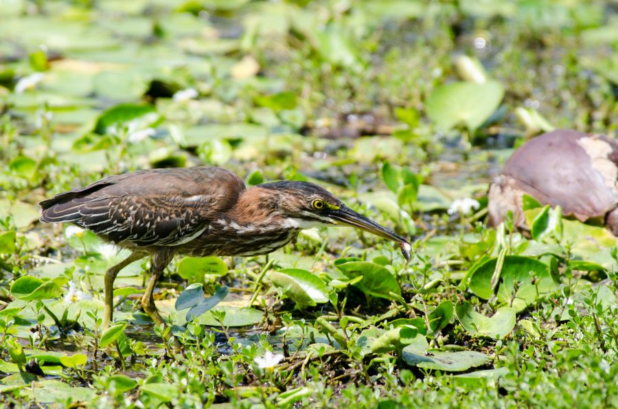 Cayman Islands ZF2ZZ DX News Green Heron.
