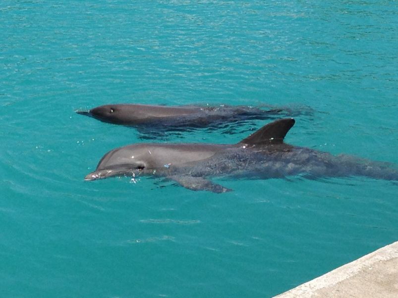 Cayman Islands ZF2ZZ Tourist attractions Dolphins.