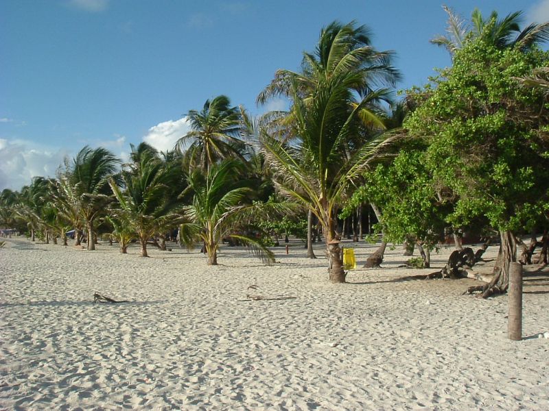 Cayo Sombrero Island DX News Palms Cayo Sombrero Island DX News Palms