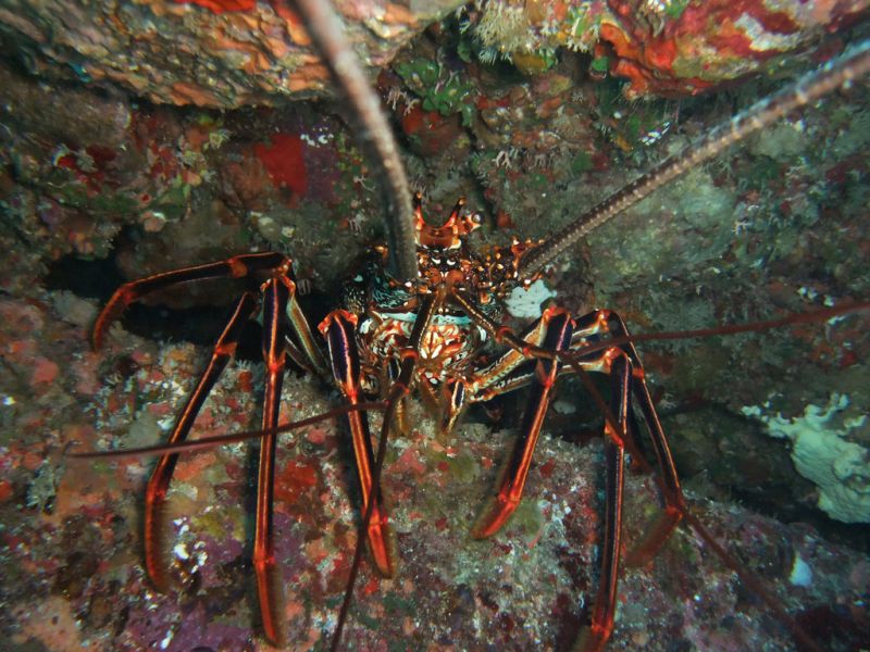 Chichijima Island Ogasawara Bonin Islands Tourist attractions spot JI3XTZ/JD1 Tengu Reef. Chichijima Island Ogasawara Bonin Islands Tourist attractions spot JI3XTZ/JD1 Tengu Reef.