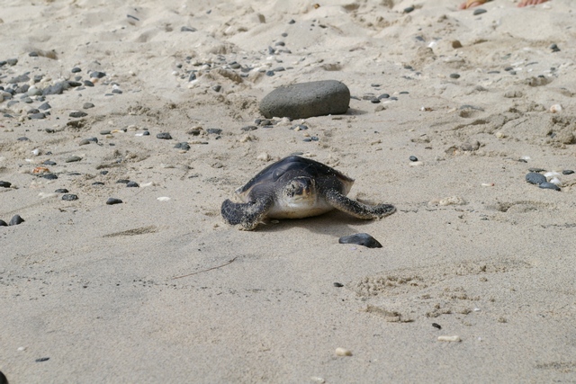 Chichijima Island Ogasawara JO1LVZ/JD1 DX News Chichijima Island Ogasawara JO1LVZ/JD1 DX News