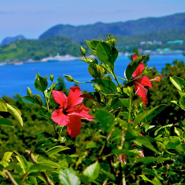Chichijima Island Ogasawara JO1LVZ/JD1 Tourist attractions Chichijima Island Ogasawara JO1LVZ/JD1 Tourist attractions