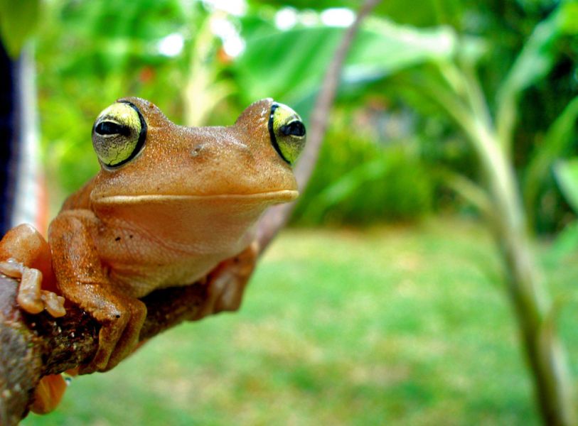 Colombia 5J1E Frog. Colombia 5J1E Frog.