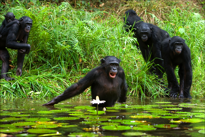 Democratic Republic of Congo 9Q0HQ DX News Democratic Republic of Congo 9Q0HQ DX News