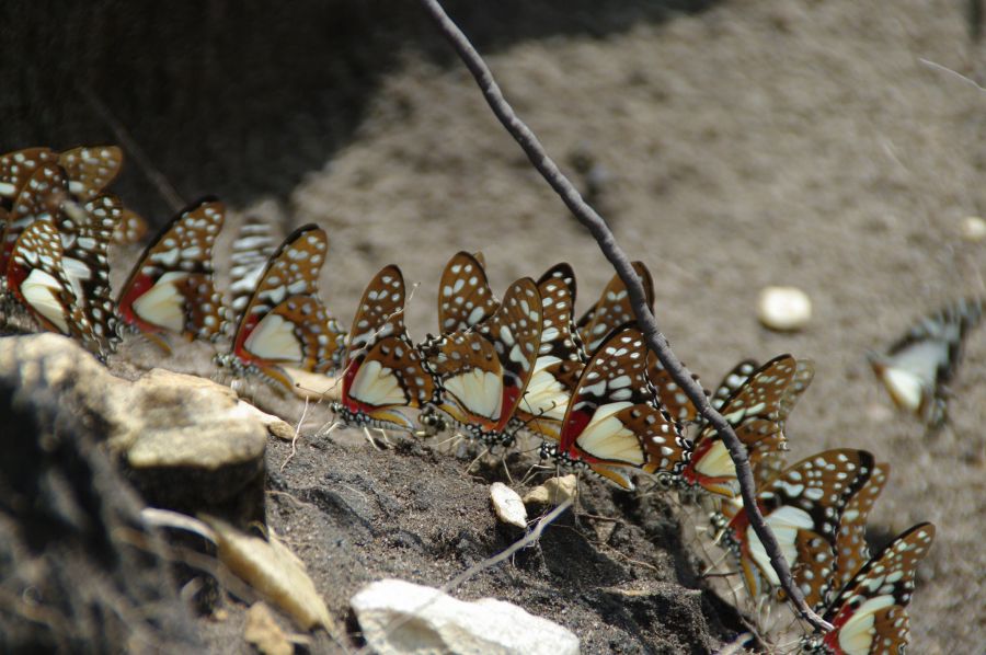 Congo Brazzaville TN2MP TN2BJ Tourist attractions spot Papillons. Congo Brazzaville TN2MP TN2BJ Tourist attractions spot Papillons.