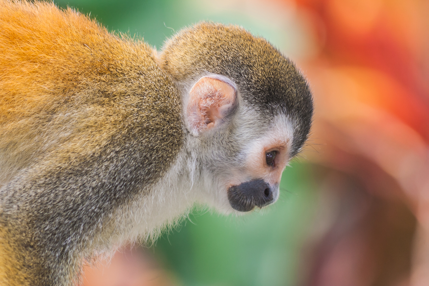 Costa Rica TI5/HB9FIH Tourist attractions