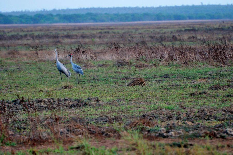 Остров Крокер Птицы Остров Крокер Птицы