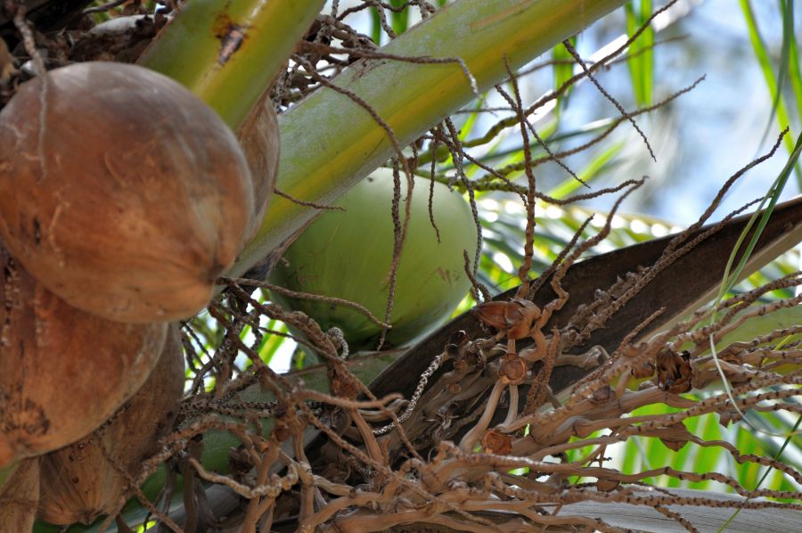 Остров Крокер Кокосы Остров Крокер Кокосы