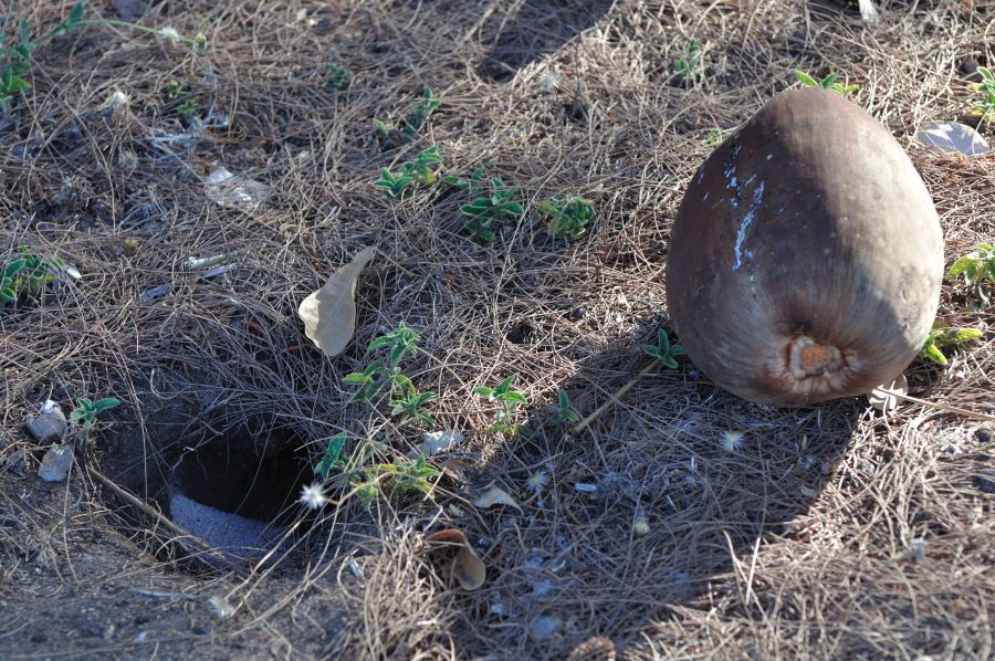 Остров Крокер Кокос на земле Остров Крокер Кокос на земле