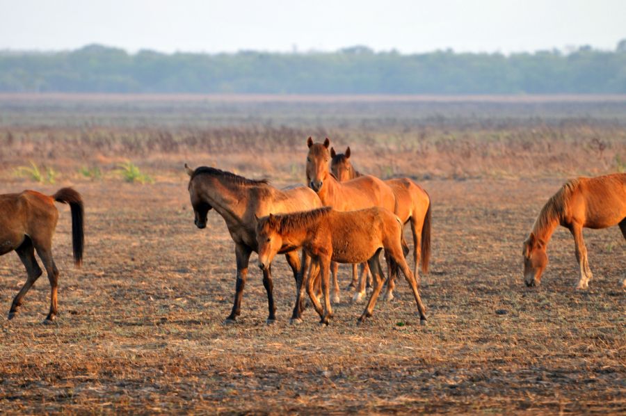 Остров Крокер Дикие лошади Табун Остров Крокер Дикие лошади Табун