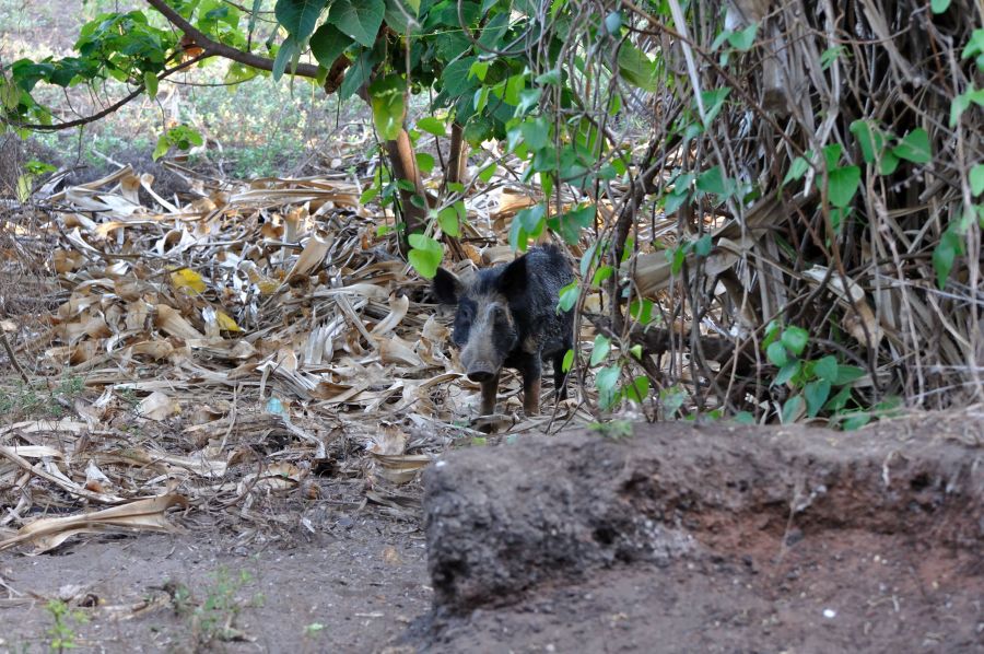 Остров Крокер Дикие свиньи Остров Крокер Дикие свиньи