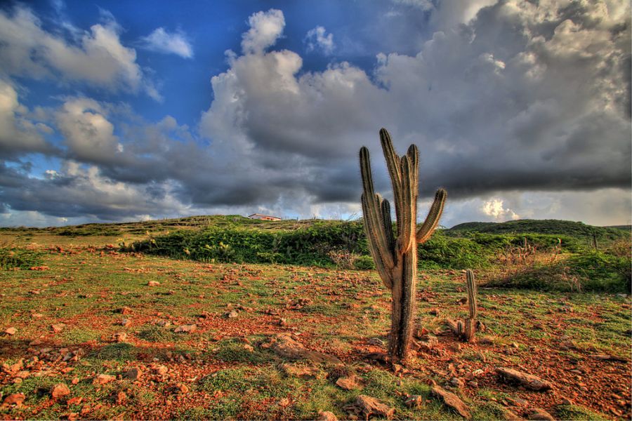 Остров Кюрасао PJ2/DF8ZH Туристические достопримечательности Кактусы. Остров Кюрасао PJ2/DF8ZH Туристические достопримечательности Кактусы.