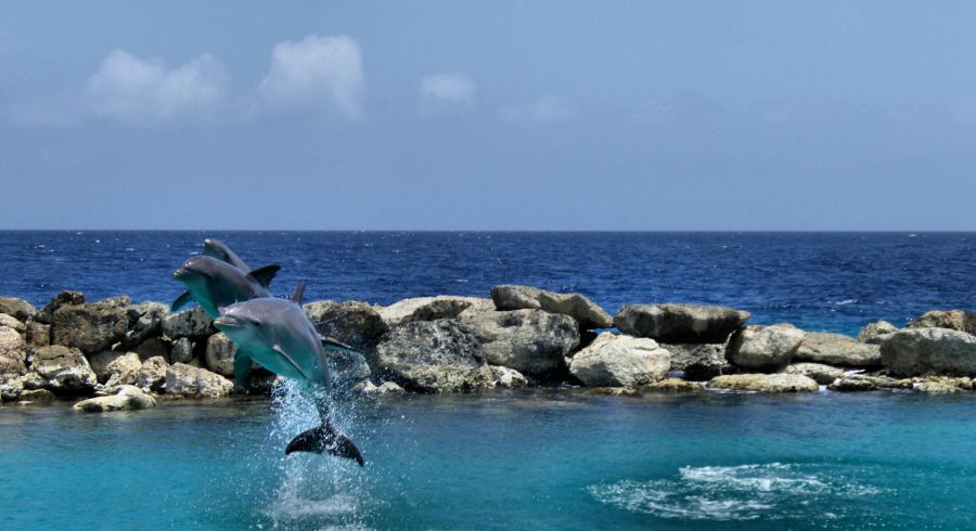 Остров Кюрасао PJ2/VA7AM Дельфины. Остров Кюрасао PJ2/VA7AM Дельфины.