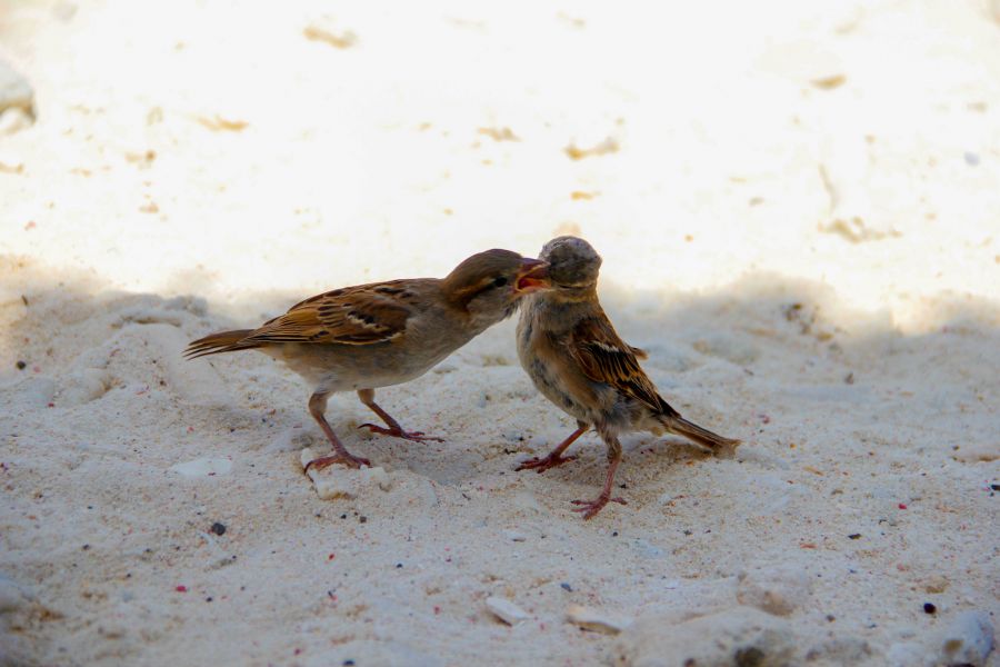  PJ2/W3HNK PJ2/K3NK DX    .