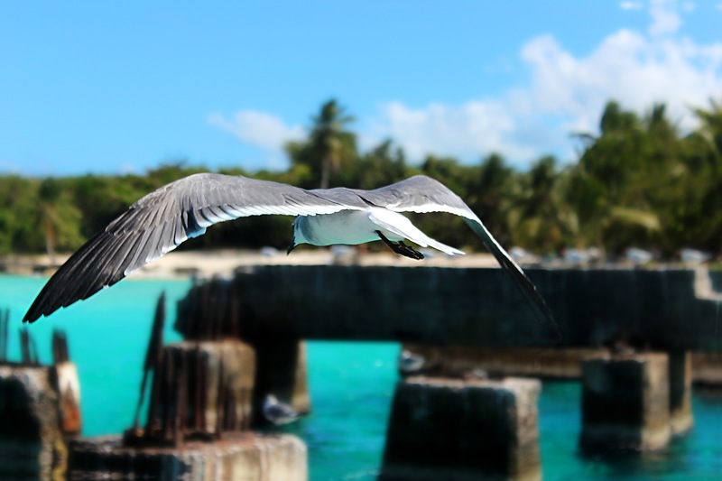 Доминиканская Республика HI3TT Доминиканская Республика HI3TT