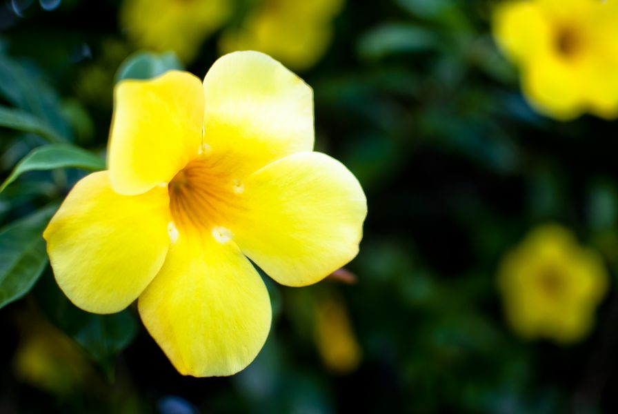 Dominica Island J77HQ J75KG J79WI J79IX