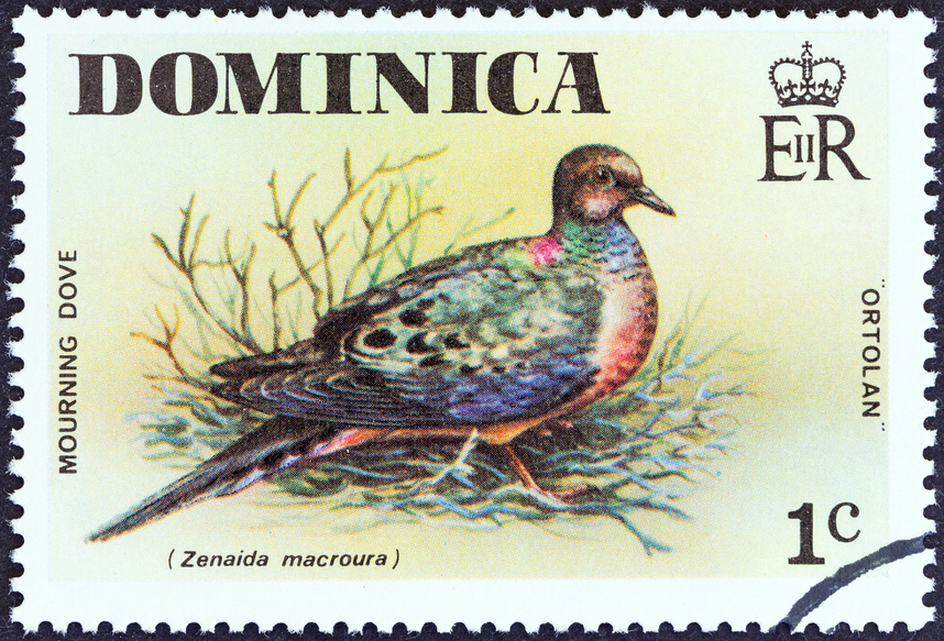 Доминика J79JA DX Новости Марка Доминика J79JA DX Новости Марка