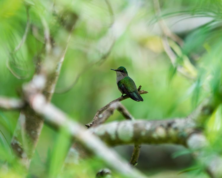 Dominica Island J79XF Tourist attractions spot Hummingbird. Dominica Island J79XF Tourist attractions spot Hummingbird.