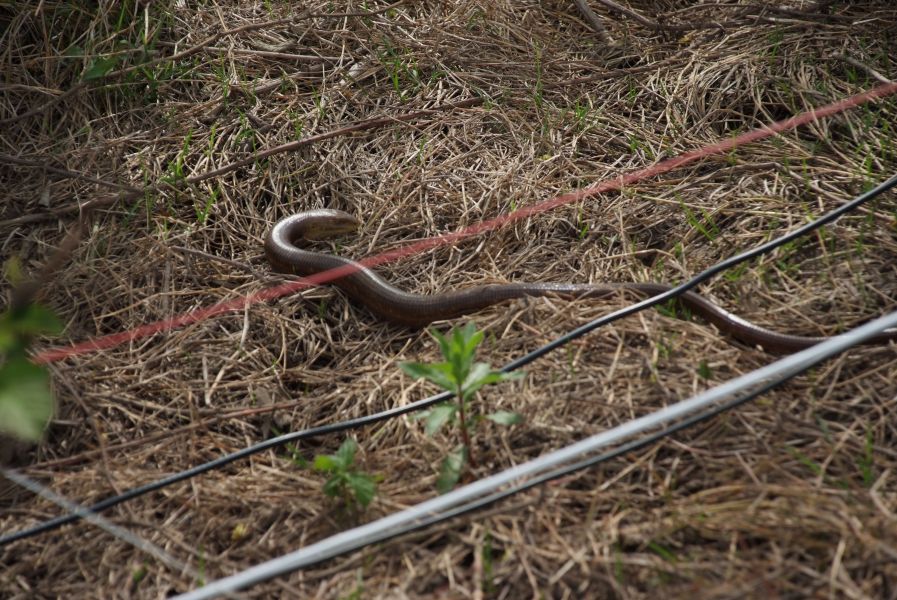 EP2A Mooving <cables> in antenna field EP2A Mooving <cables> in antenna field