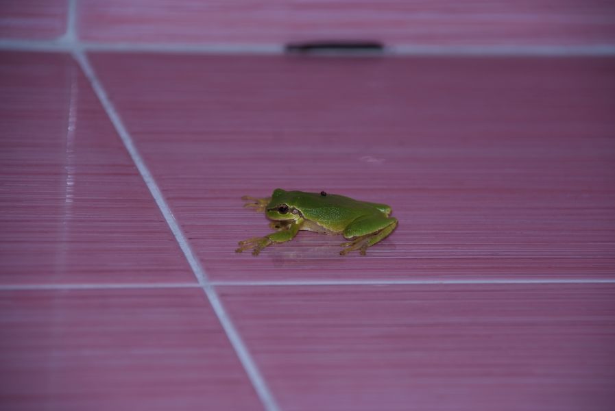 EP2A Iran Unexpected gues EP2A Iran Unexpected gues