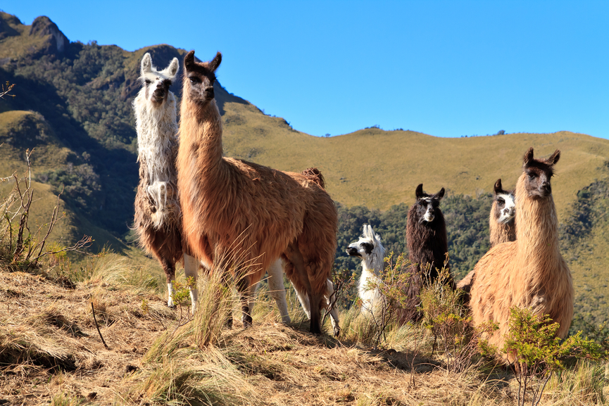 Ecuador HD2A Ecuador HD2A