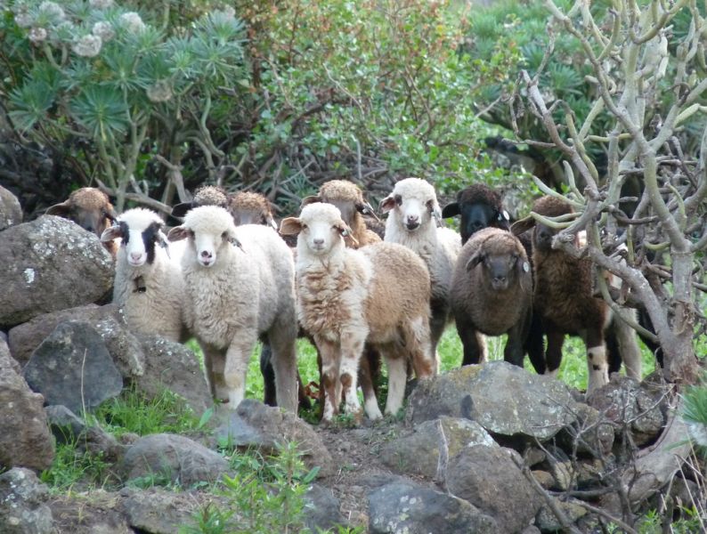 El Hierro Island EA8/HB9FIH Tourist attractions spot Posing sheep.
