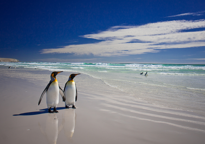 Falkland Islands VP8KF Tourist Attractions Falkland Islands VP8KF Tourist Attractions
