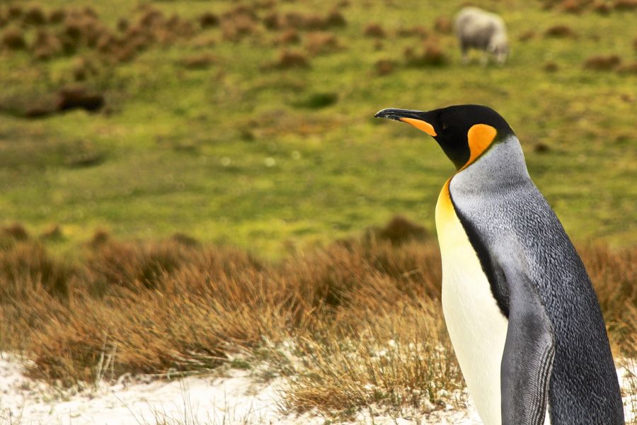Falkland Islands VP8DPD DX News King Penguin.