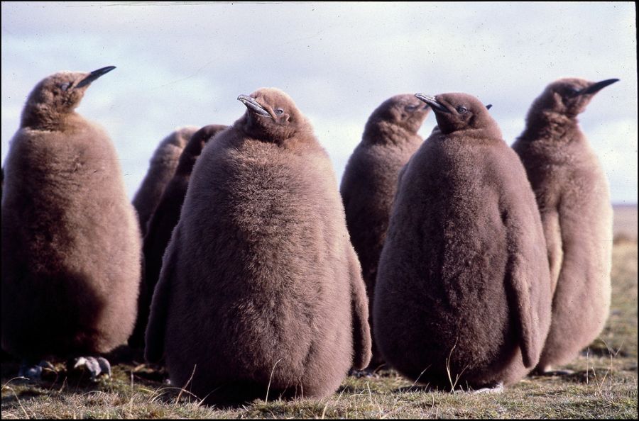 King penguin chicks spotted at VP8DPD tourist attraction in the Falkland Islands.